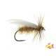 Amber Sedge  nr 10