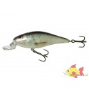 SALMO  EXECUTOR 5SR REAL DACE